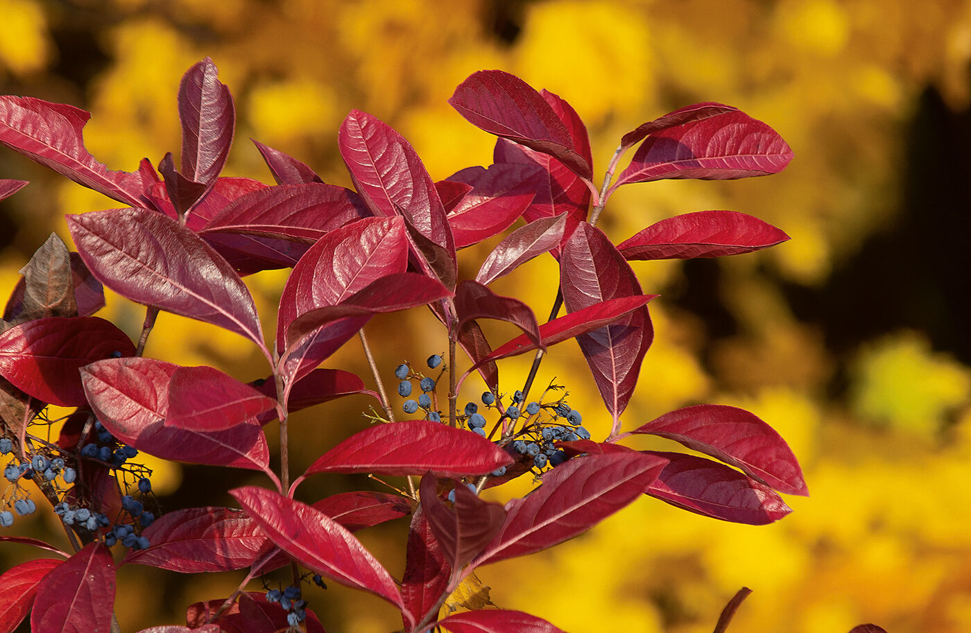 Viburnum